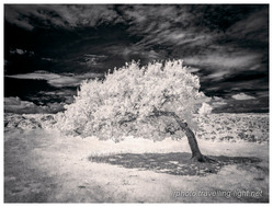 Windswept Oak Tree, Stanton Moor, Derbyshire